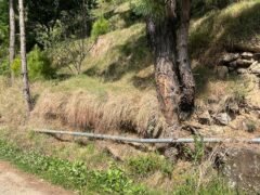 Land for Sale – 1 Bigha in Village Kyaral, Dharmapur, Himachal Pradesh