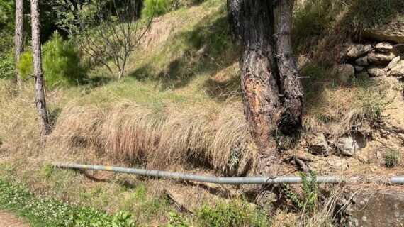 Land for Sale – 1 Bigha in Village Kyaral, Dharmapur, Himachal Pradesh